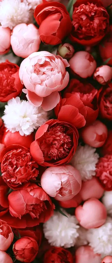 صورة MdSh من السعودية مدينة جدة