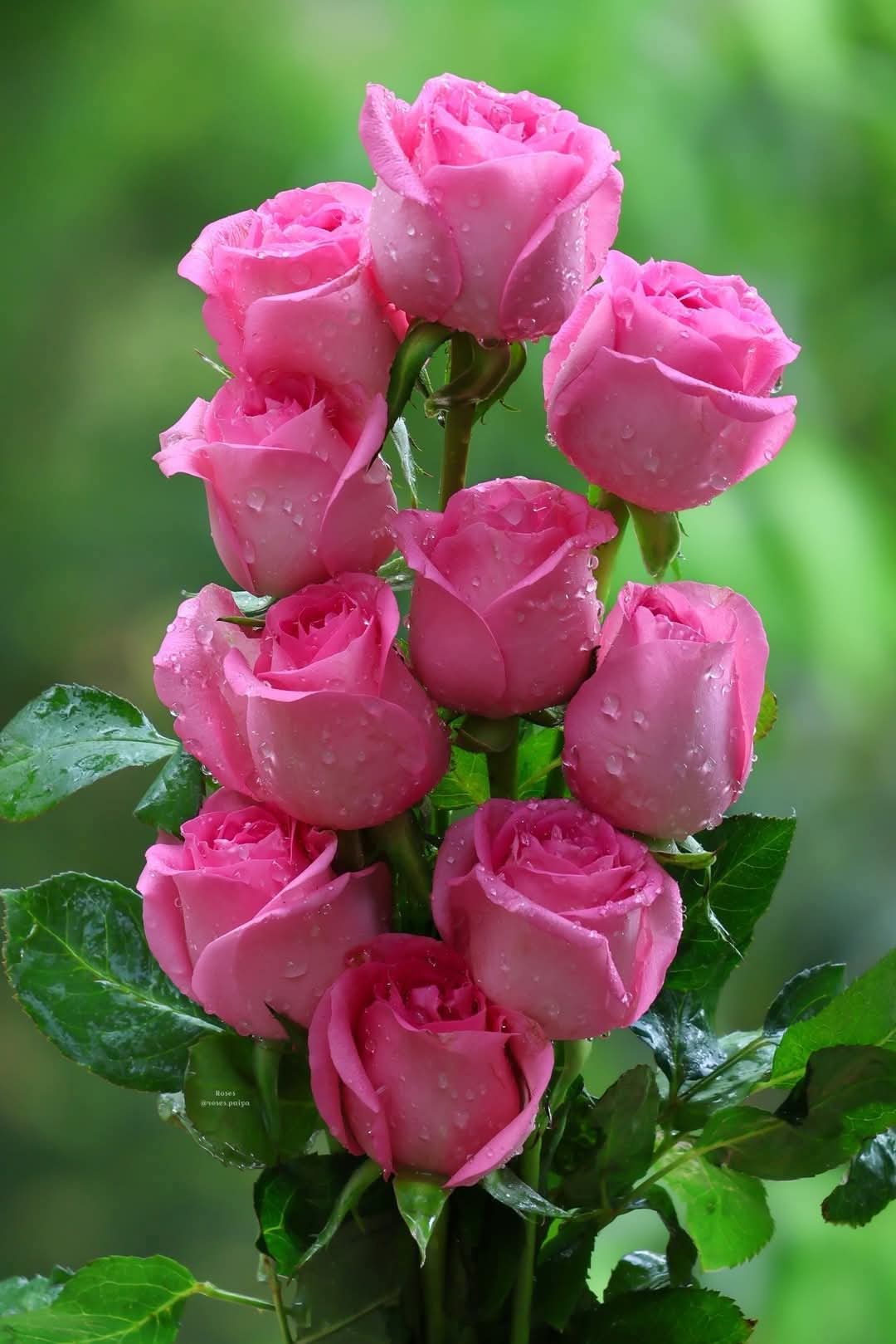صورة أسيد أحمد