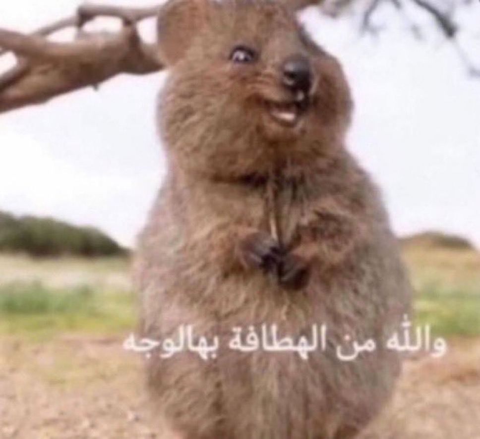 الصورة الشخصية للعضو Ku_d1