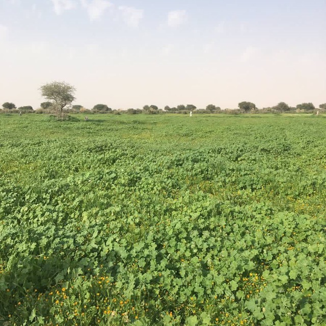 صورة يوسف علي العمري